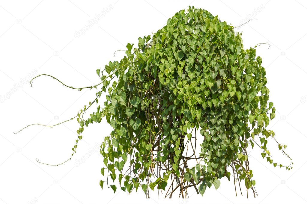 Plants ivy,  Climbing wild hanging branches of jungle vines isolated on white background, clipping path. 