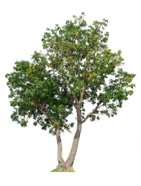 Beyaz arkaplanda izole edilmiş ağaç, tasarım için nesne unsuru. Kesme yolu