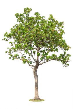 Beyaz arkaplanda izole edilmiş ağaç, tasarım için nesne unsuru. Kesme yolu