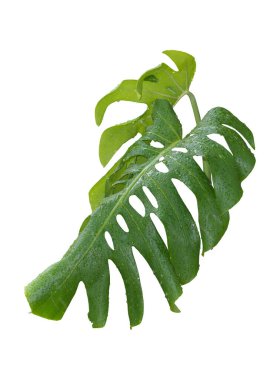Monstera bitkisi tropikal orman yaprakları, bitki tasarım deseni kullandı, beyaz arka planda, kırpma yolu.