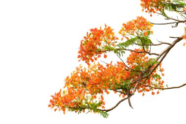 Beyaz arka planda kırmızı çiçek. kırpma yolu var