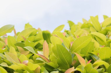 yeşil yapraklar çerçeve arkaplanı