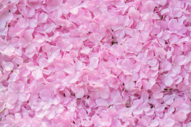 tasarım için pembe çiçek arkaplanı