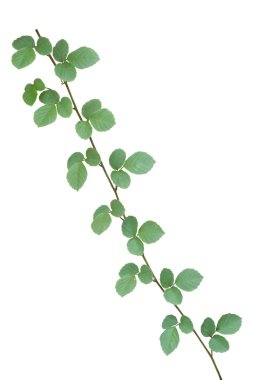 Asma bitkileri beyaz arkaplanda izole edilmiş, kırpma yolu.