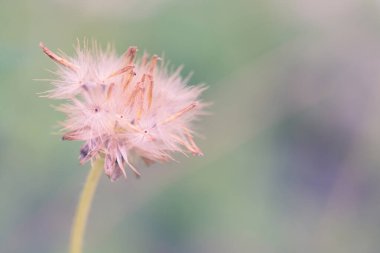 Yumuşak ve ılık ışıkta güzel bir çiçek. Sonbahar manzarası pastel tonu