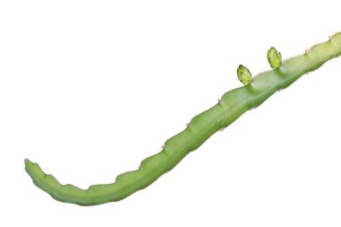 Beyaz arkaplanda ejderha meyve ağacı bitkisi izole edilmiş, kırpma yolu.