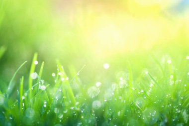 Bahar çayırı, ılık, yumuşak ışıkta güzel, taze bir sabah. Klasik sonbahar manzarası bulanık doğa arkaplanı.