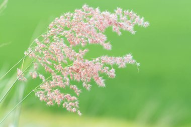Bahar çayırı, ılık, yumuşak ışıkta güzel, taze bir sabah. Klasik sonbahar manzarası bulanık doğa arkaplanı.