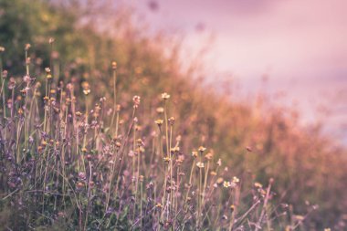 güzel bahar ya da yaz doğa arka planında taze çimenler