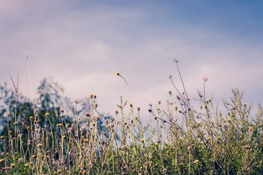 güzel bahar ya da yaz doğa arka planında taze çimenler
