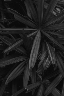 siyah palmiye deseni tasarım için boş
