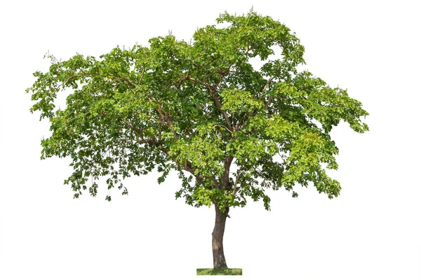 Дерево Ізольовано Білому Тлі Елемент Єкта Дизайну Відсічний Контур — стокове фото