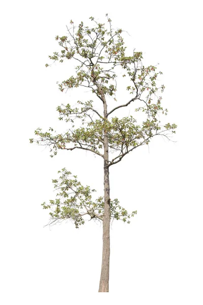 Albero Isolato Sfondo Bianco Elemento Oggetto Design Percorso Ritaglio — Foto Stock