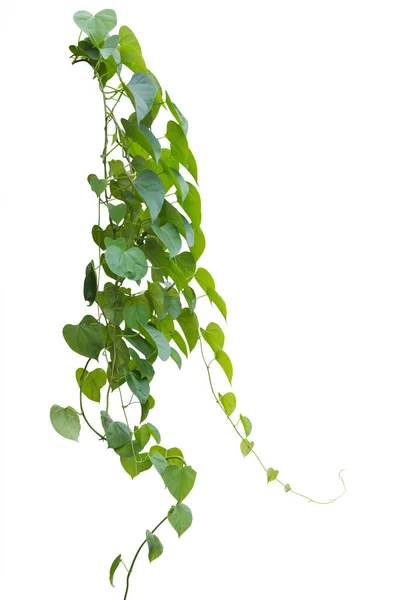 Gröna Blad Vinranka Växt Klättring Vit Bakgrund Klippning Väg — Stockfoto