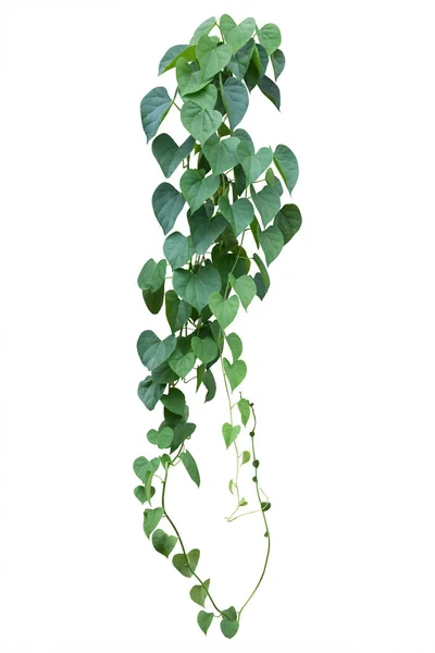 Zelené Listy Popínavé Rostliny Šplhající Bílém Pozadí Zastřihovací Cesta — Stock fotografie