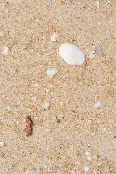 Muschel Auf Dem Sand — Stockfoto