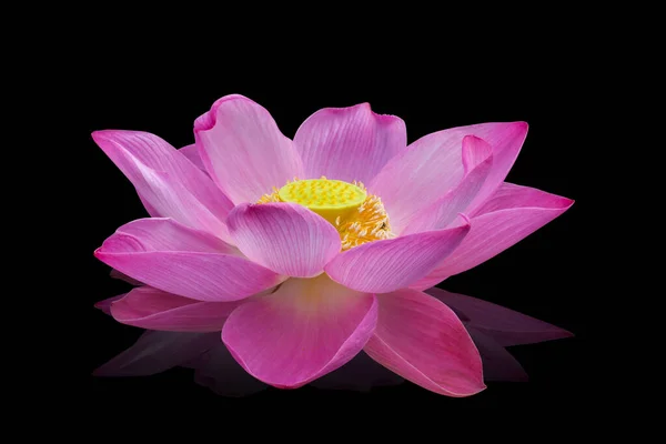 Lotusblüte Rosa Farbe Auf Schwarzem Hintergrund Haben Schneideweg — Stockfoto