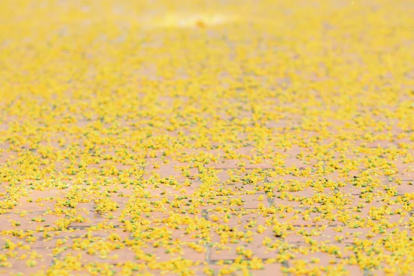 Flores Amarelas Caem Chão — Fotografia de Stock