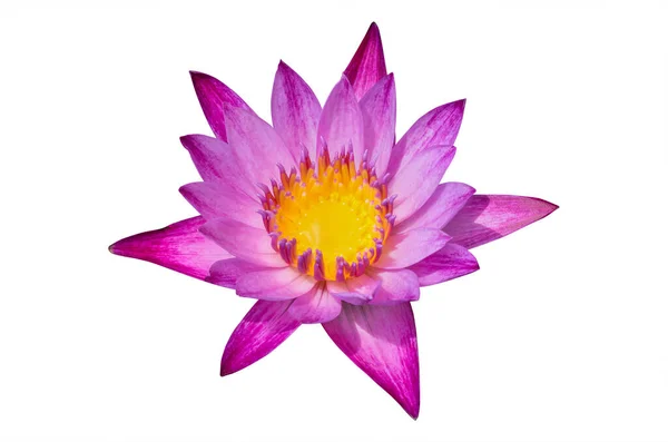 Lotusblüte Rosa Farbe Auf Weißem Hintergrund Haben Schneideweg — Stockfoto