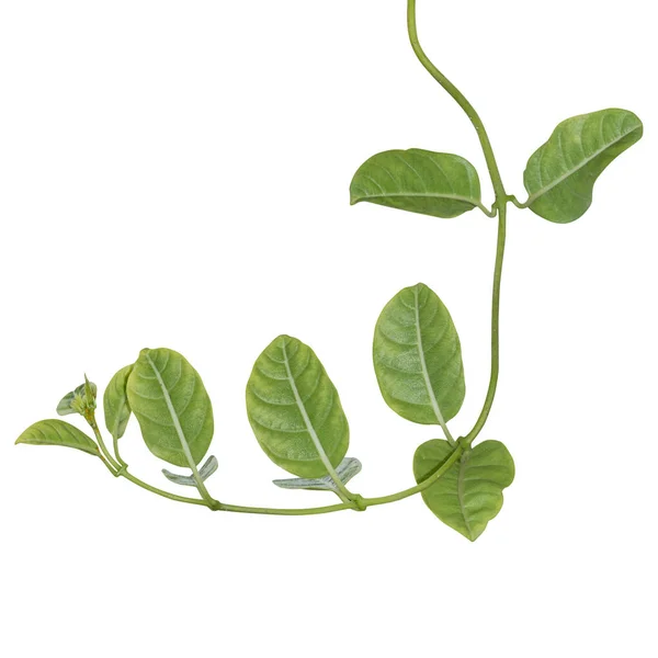 Vine Plants Isolated White Background Clipping Path — Stock Photo, Image