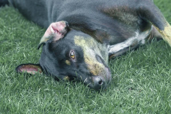 緑の芝生の上で寝ている犬 — ストック写真