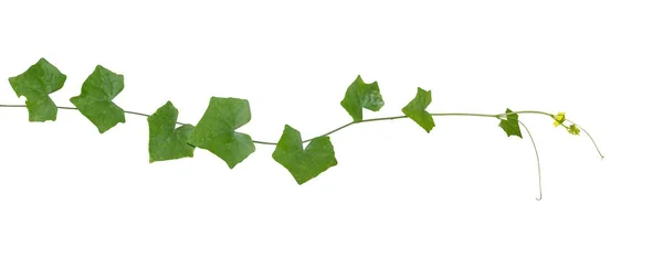 Vine Plants Isolate White Background Clipping Path — Stock Photo, Image