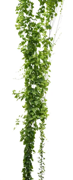 Plantas Videira Isolar Fundo Branco Caminho Clipping — Fotografia de Stock