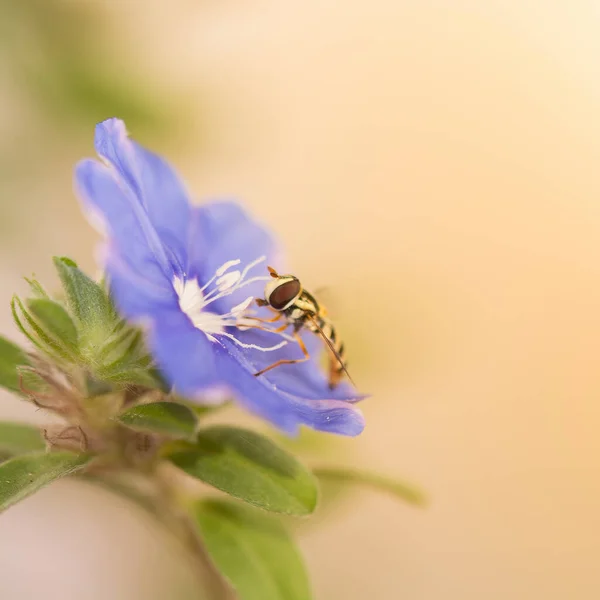 Fialové Květy Hmyzem — Stock fotografie