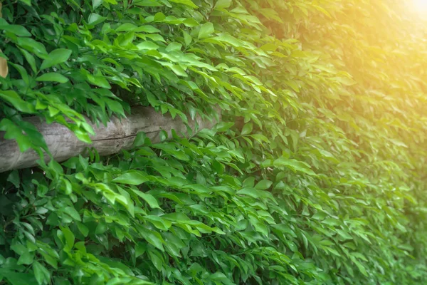 green leaves wall in summer break and light soft warm