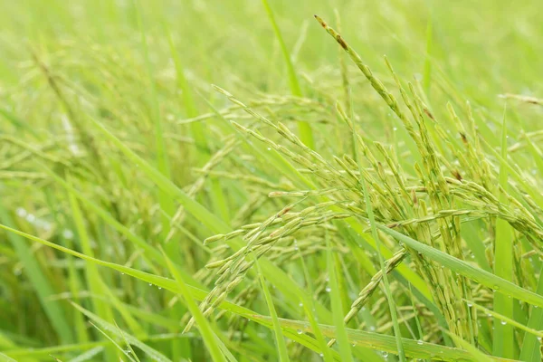 Campo Cultivo Arroz Asia —  Fotos de Stock