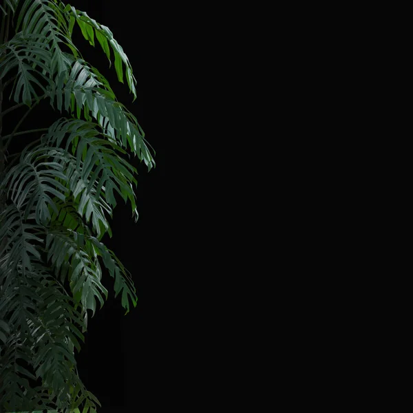 plant tropical leaves jungle, dark green foliage isolated on black background. Clipping path