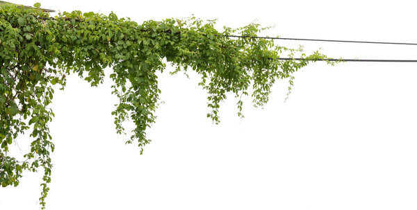 Плющ растений. Виноград на столбах на белом фоне
