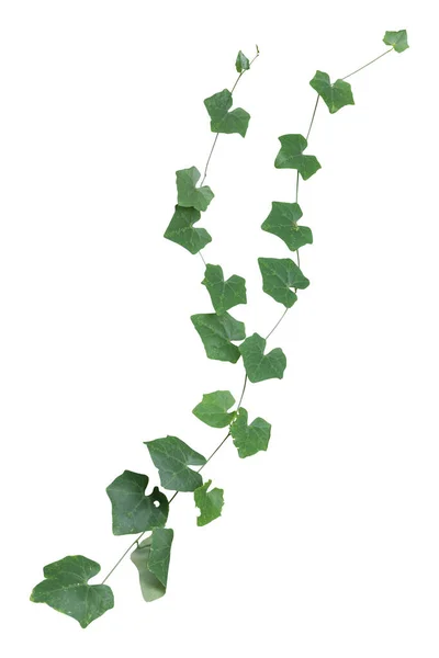 Растение Изолированные Плющ Зеленый Виноградная Лоза Восхождения Тропических Обрезной Путь — стоковое фото
