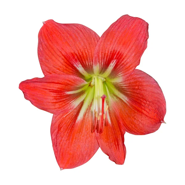 Κόκκινο Λουλούδι Που Απομονώνεται Λευκό Φόντο Μονοπάτι Ψαλιδίσματος — Φωτογραφία Αρχείου