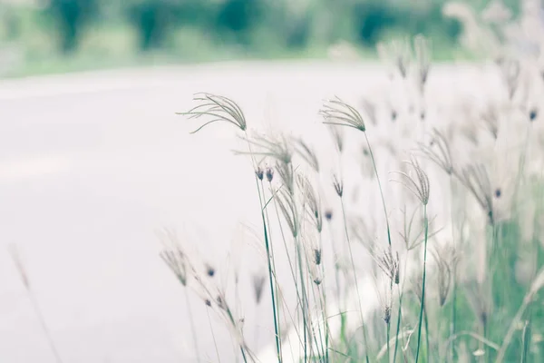 Güzel Bahar Yaz Doğa Arka Planında Taze Çimenler — Stok fotoğraf