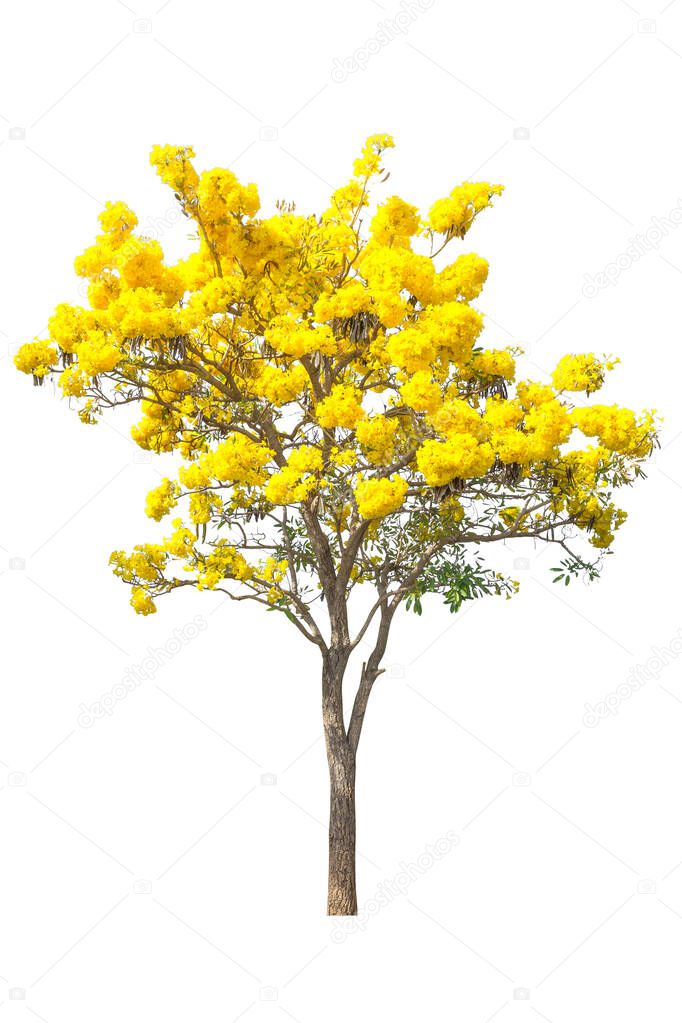 Flower yellow in Tree Isolated on white background, Object element for design. Clipping path