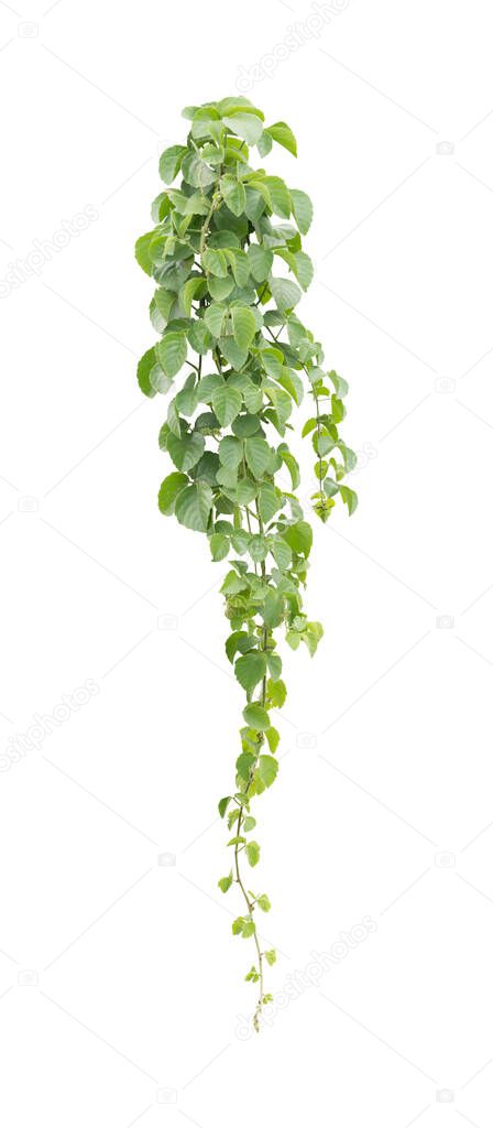green leaves, vine plant climbing on white background, clipping path.