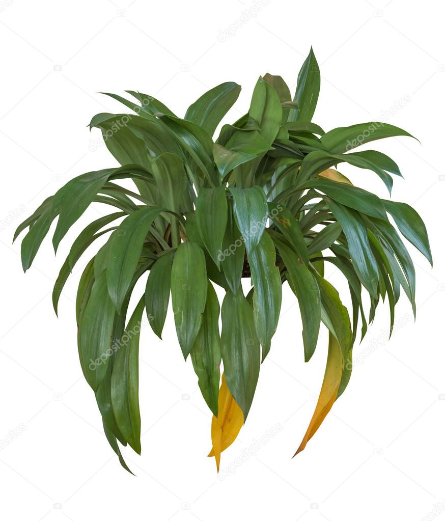 Plant tree object for garden design or element interior, isolated on white background. clipping path