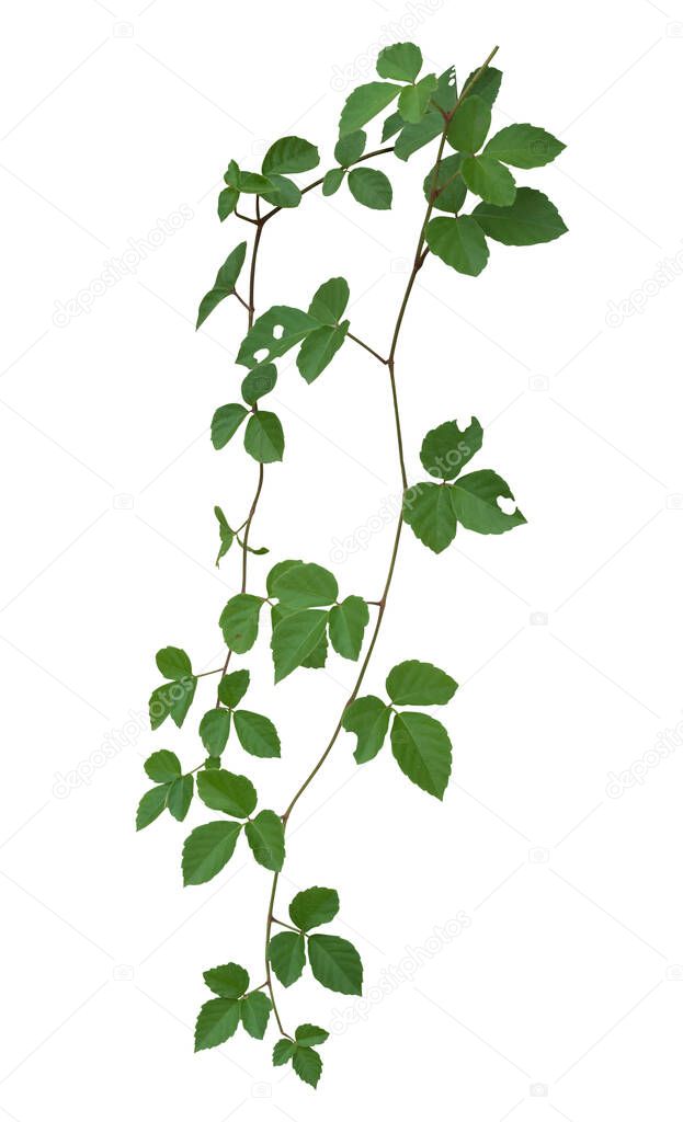 plant isolated ivy green vine climbing tropical. Clipping path