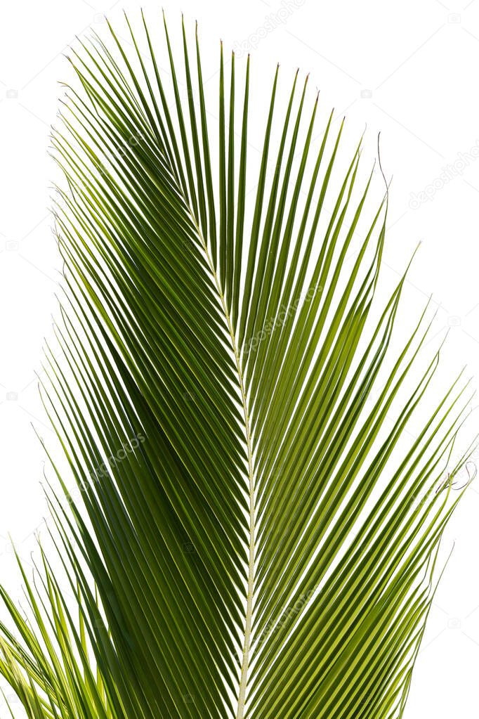 Leaf palm, coconut foliage green isolated white background. Clipping path