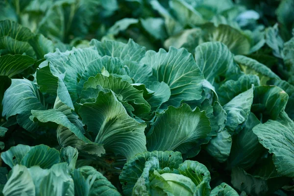 Olgun lahana yaprağı