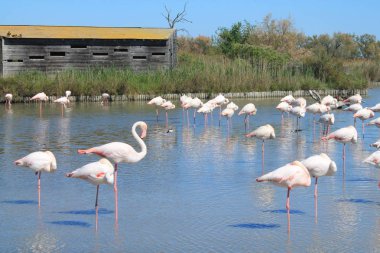 Camargue, Fransa'nın pembe flamingolar