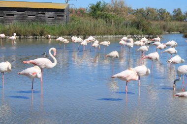 Camargue, Fransa'nın pembe flamingolar