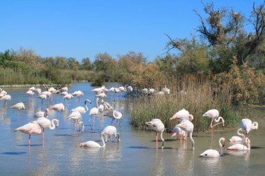 Camargue, Fransa'nın pembe flamingolar