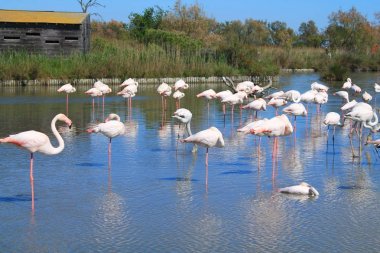 Camargue, Fransa'nın pembe flamingolar