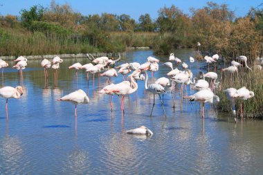 Camargue, Fransa'nın pembe flamingolar
