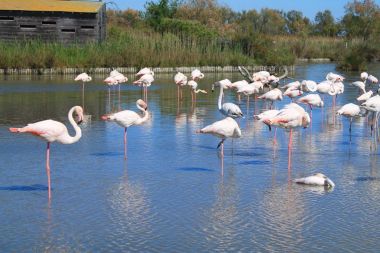 Camargue, Fransa'nın pembe flamingolar