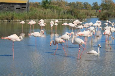 Camargue, Fransa'nın pembe flamingolar