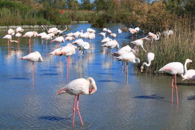 Camargue, Fransa'nın pembe flamingolar