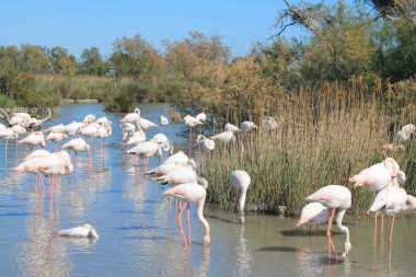 Camargue, Fransa'nın pembe flamingolar